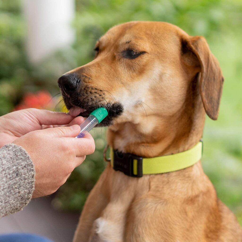 dog taking an embark dog dna kit