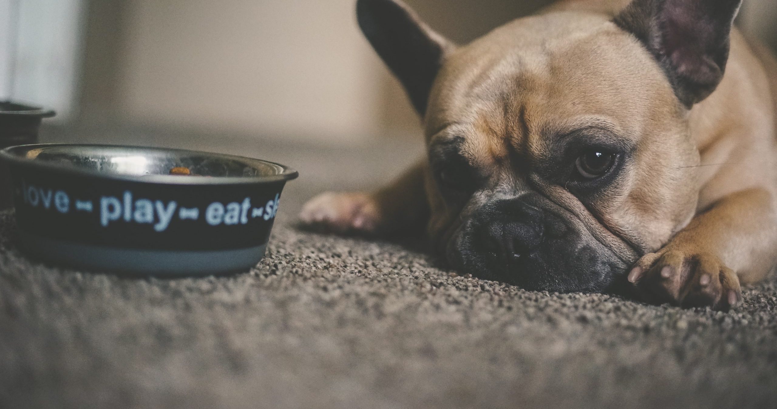 Sad puppy without automatic feeder