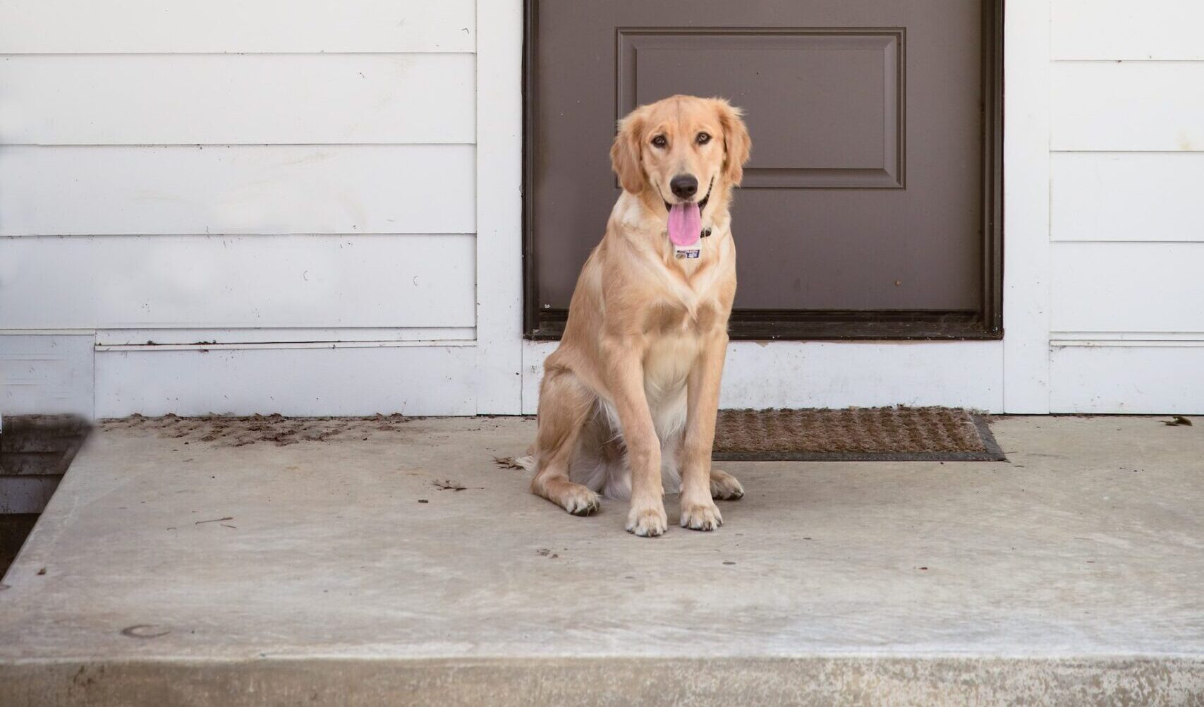 A dog in front of a door