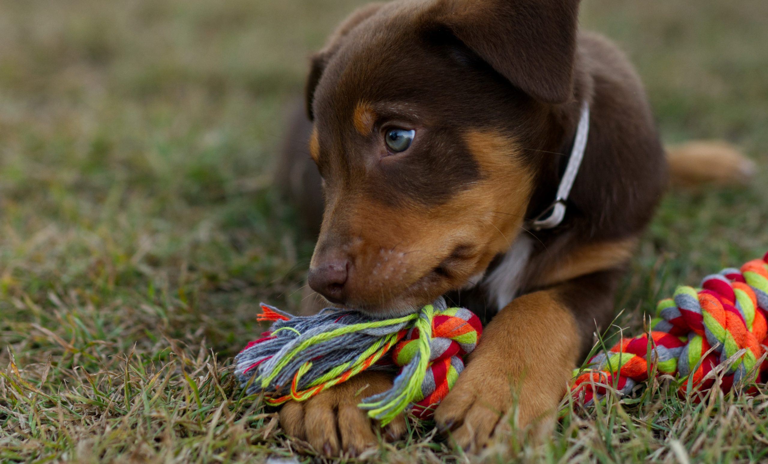 puppy with a Smart GPS Tracker