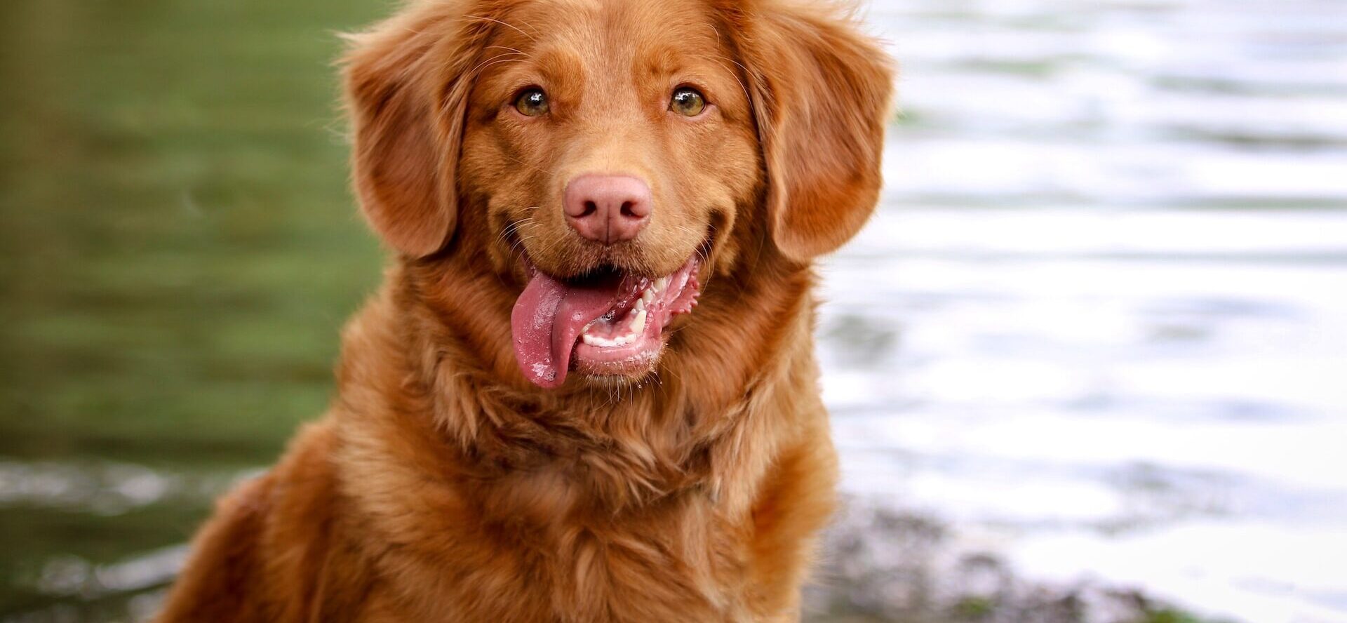 Happy dog smiling