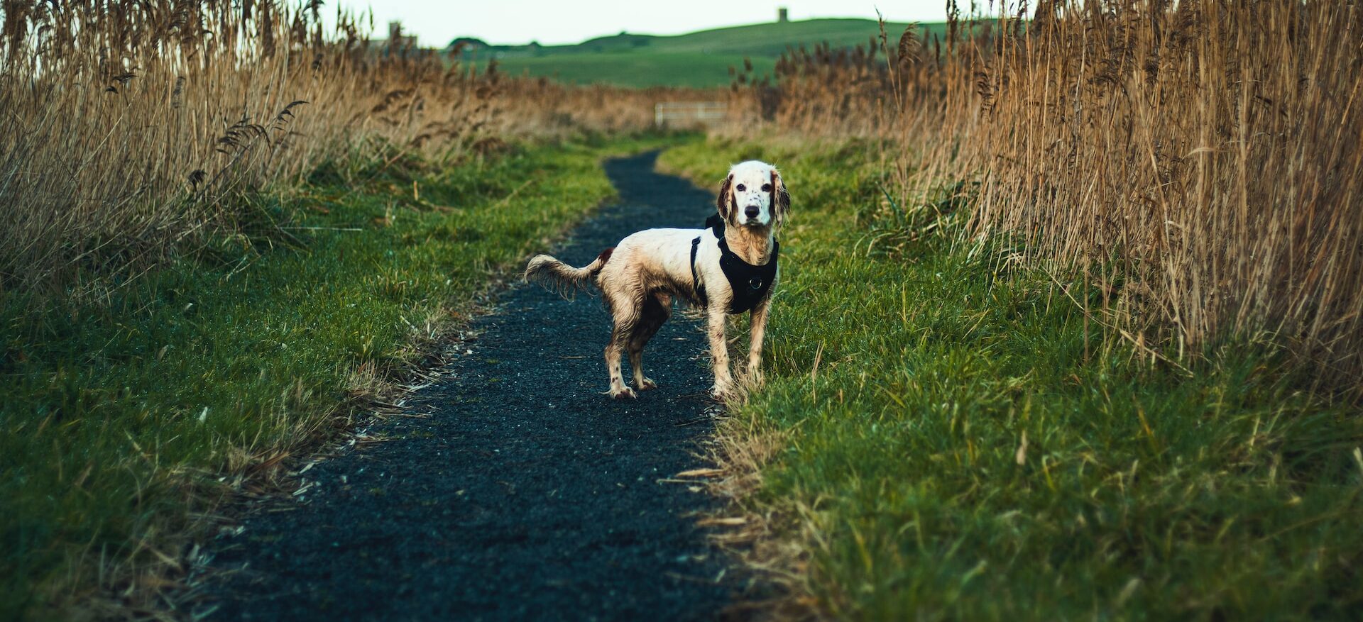 Lost dog in a field