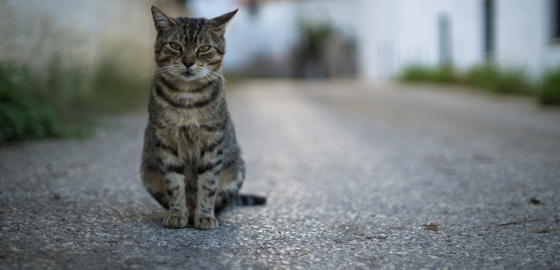 Stray cat living on the street.