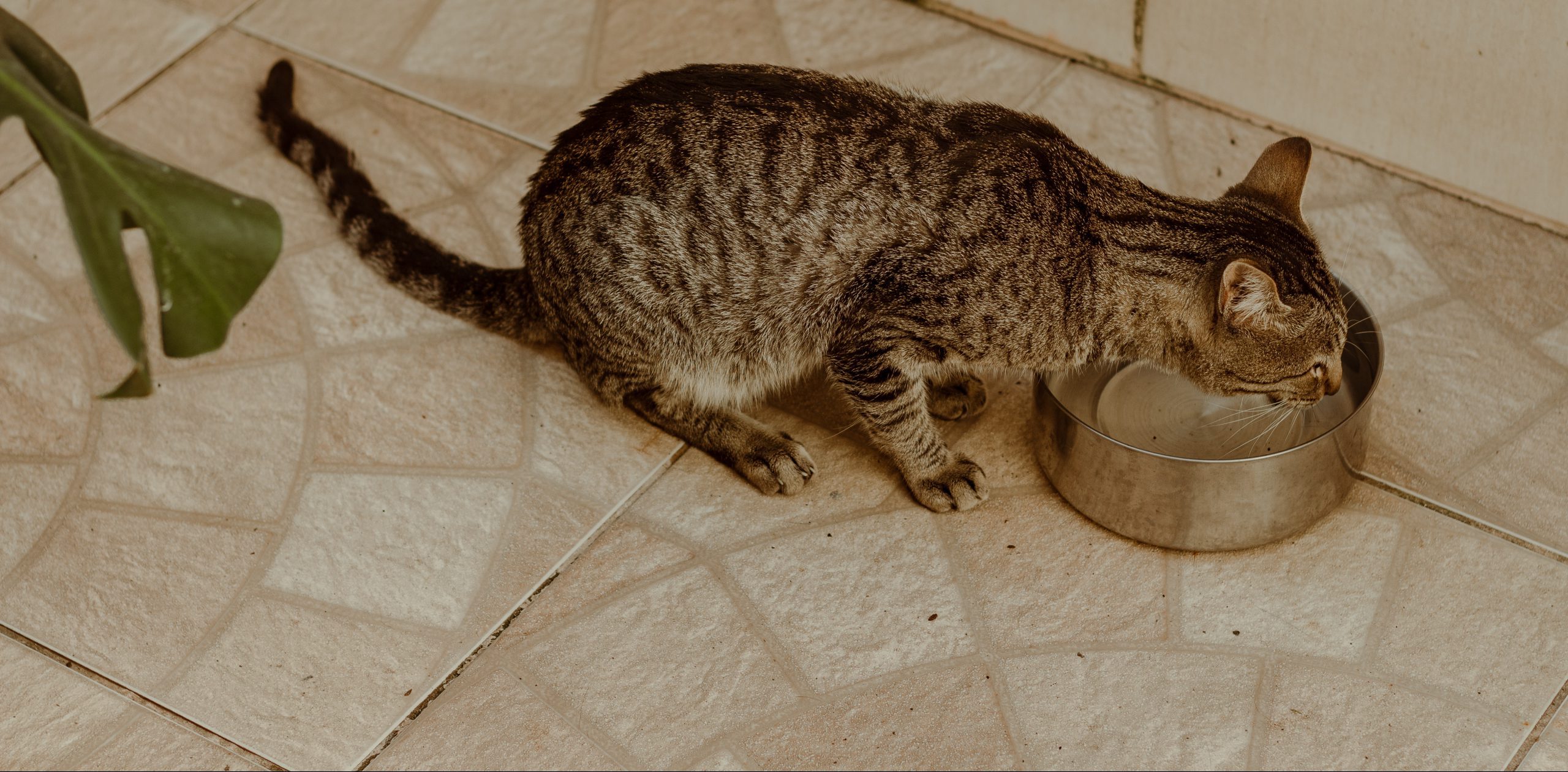 cat drinking from water bowl