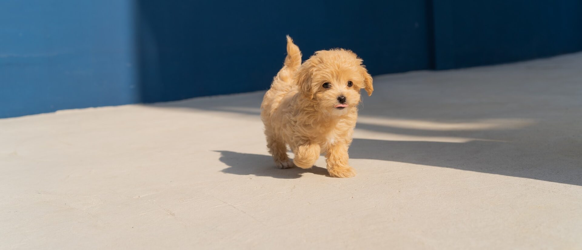 Small scruffy puppy